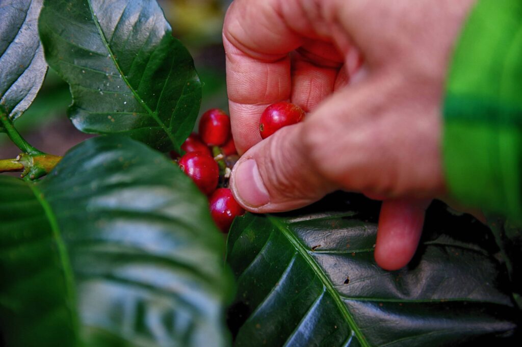 Hand picking fresh coffee berries