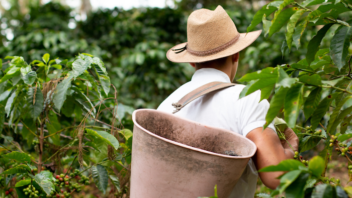 the back of a coffee farmer, with coffee plants surrounding him